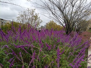 紫色花丛旁的萧瑟树木