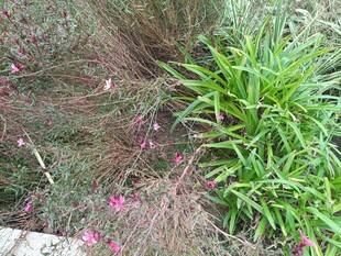 草丛中的绿植与粉色小花