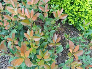 多彩叶片植物景观