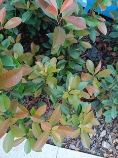 多彩叶片植物特写