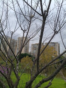 城市中光秃树木与绿植景观