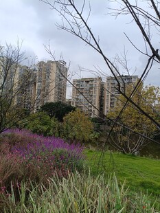 城市边的自然花草与建筑