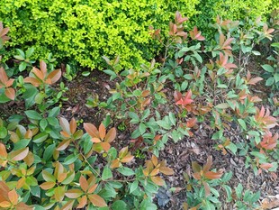 多彩灌木植物景观