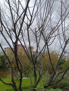 秋日枯树旁的朦胧景致