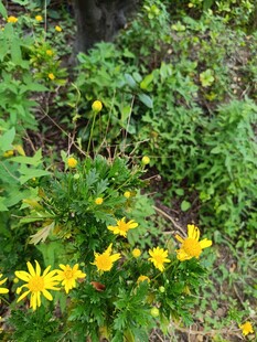 草丛中的黄色小花