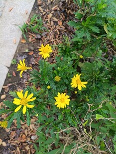 路边绽放的黄色小野花