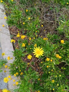 路边绽放的黄色小花