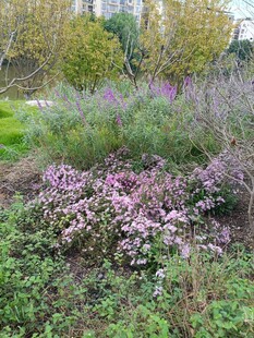 花园中的多彩花卉景观