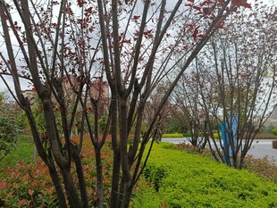 春日路边树木与绿植景观