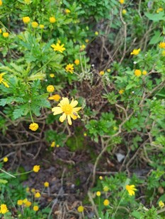 绽放的黄色小花