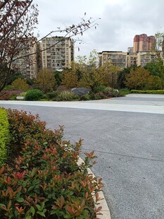 小区道路旁的绿植与建筑