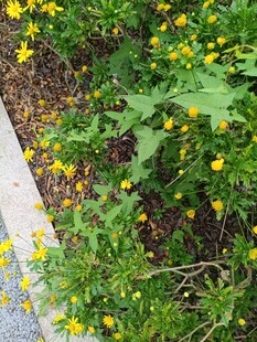 路边绽放的黄色小花