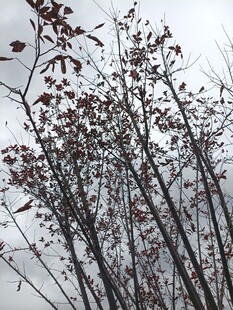 枝头枯叶映灰白天空