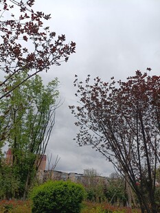 城市中的绿植与建筑景观