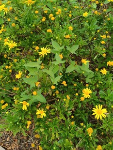 金黄小花绽放绿意间