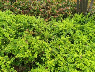 翠绿繁茂的灌木丛