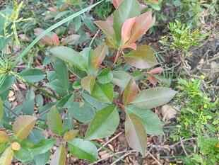 绿叶红边的植物特写