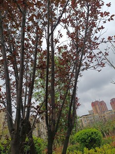 城市中树木与建筑景观