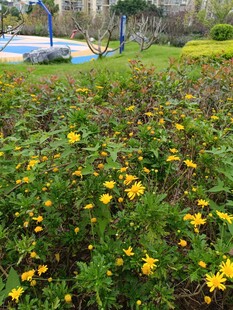 花园中绽放的黄色小花