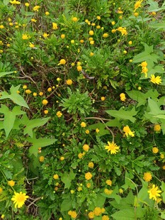 繁茂的黄色小花植物
