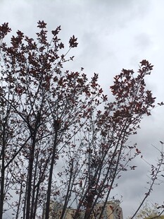 枝头红叶映灰白天空