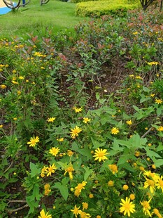 金黄小花绽放于绿意间