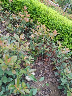 多彩灌木丛景观