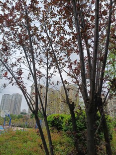 雨中红叶树与远处建筑