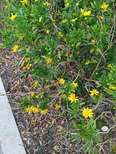 路边绽放的黄色小花