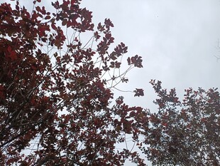 红叶在灰白天空下摇曳