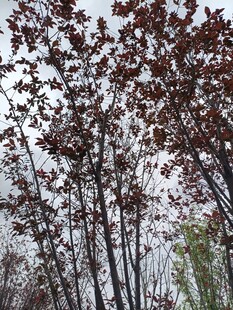 红叶树木的自然景致