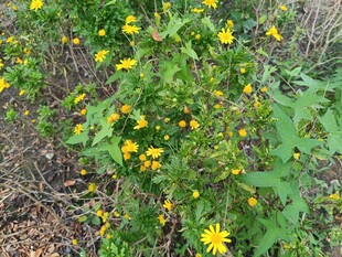 野外黄色小花植物景观
