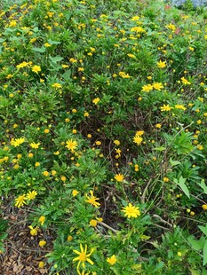 金黄小花铺满绿色草地