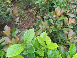 绿叶与多彩植物景观