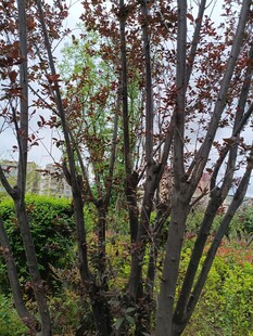 枝头泛红的树木景观