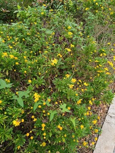 路边绽放的黄色小花