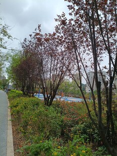 路边多彩树木与绿植景观