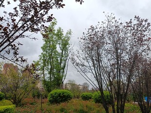 春日园林树木景观