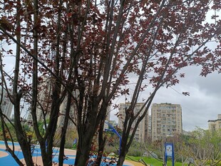 春日繁花下的城市风景