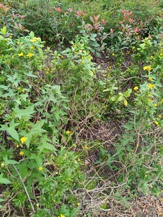 野外繁茂的绿色植物景观