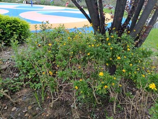 花园中的黄色小花与绿植