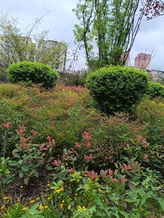 户外多彩绿植景观
