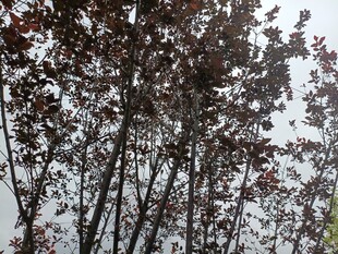 雪中红叶树枝景象