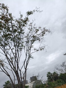 阴天中的树木与远处建筑