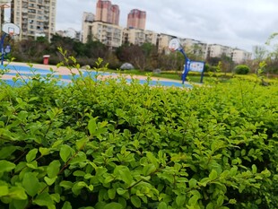 城市中葱郁的绿色植物景观