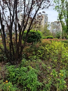 城市中的绿植景观