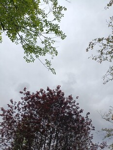 仰视多彩树木与天空