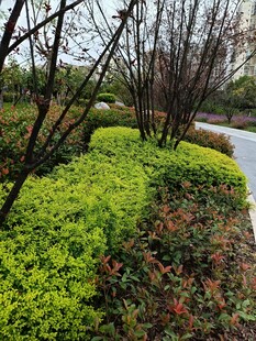 路边绿植景观
