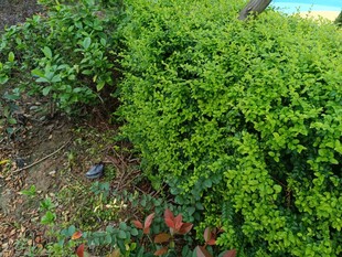 翠绿繁茂的灌木丛景观