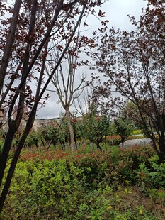 郊外树林中的自然景致